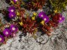 Gunniopsis intermedia-7.jpg